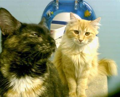 Apl To Host Pet Adoption Events Top Stories Wandtv Com