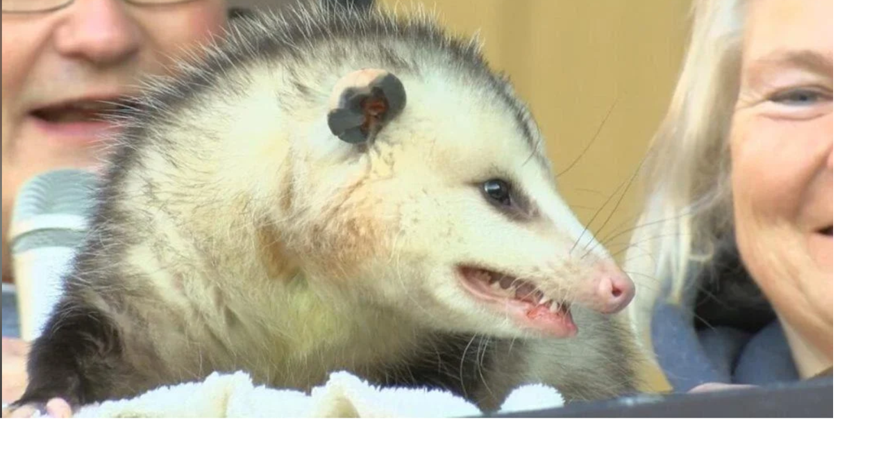 Sand Mountain Sam predicts early spring on Groundhog Day Top Stories
