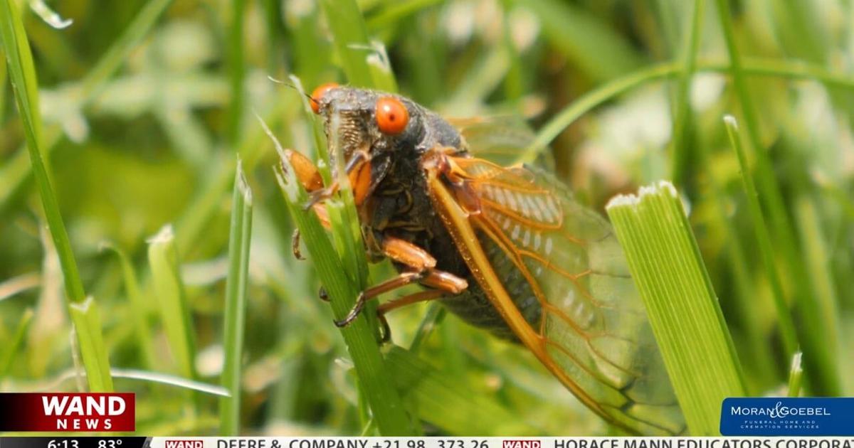 Cicada egg-eating mites causing bites and rashes | News | wandtv.com
