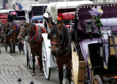 Central Park Horse Injury