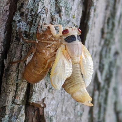 White Cicada