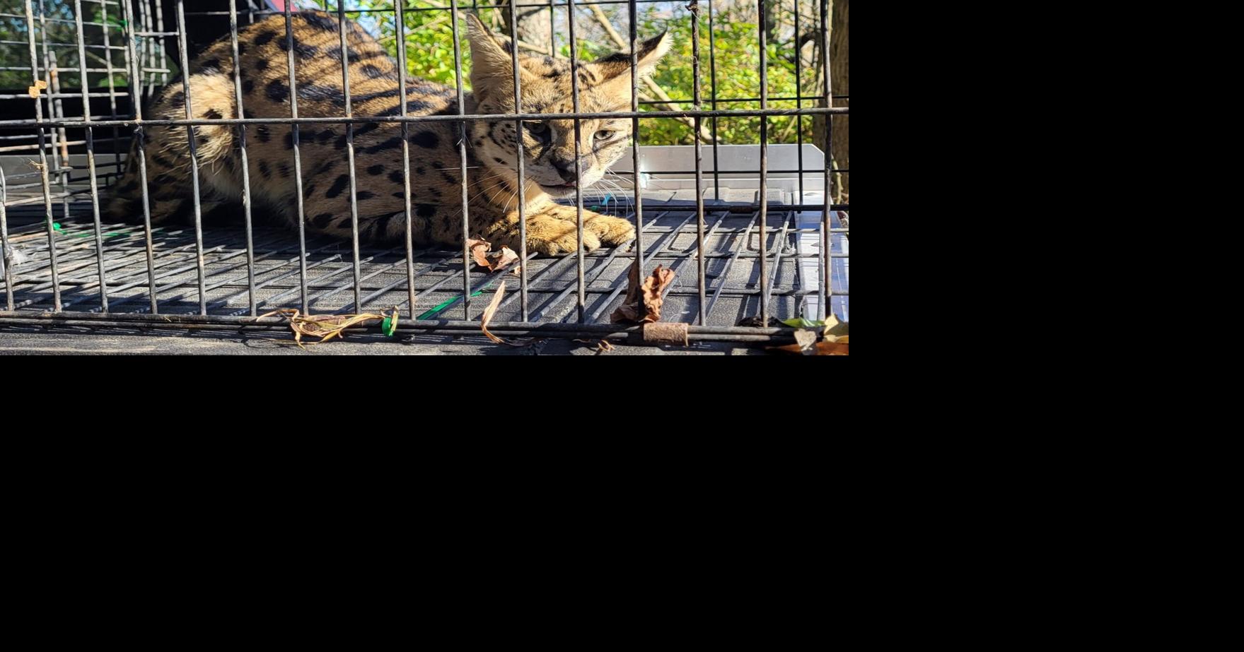 Illinois House approves bill banning people from having servals