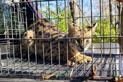 African serval cat captured