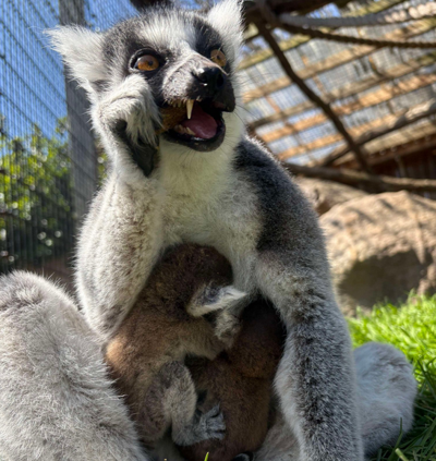 Gremlin the lemur with newborn twins