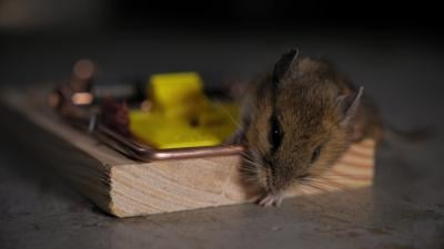 Mouse in a mouse trap