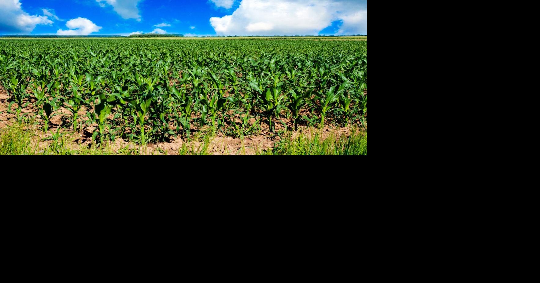 Read moreSupreme Court ruling simplifies pesticide labeling for Illinois farmers