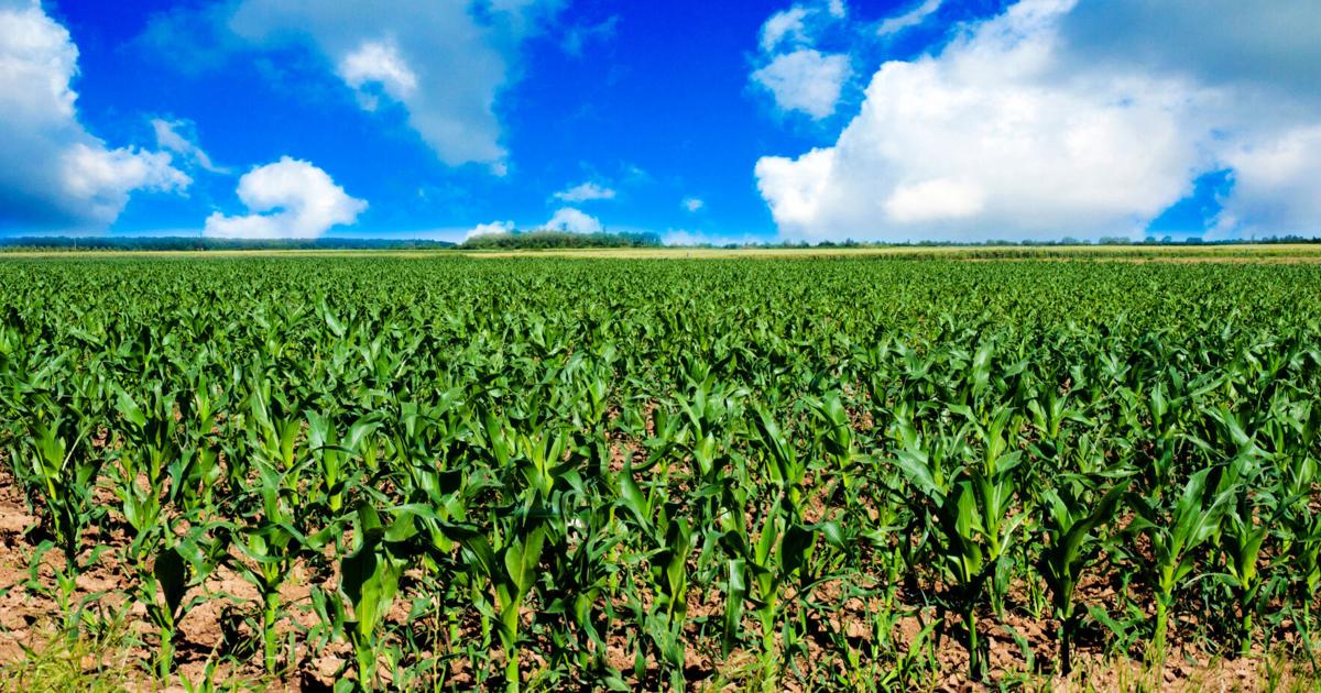 Read moreSupreme Court ruling simplifies pesticide labeling for Illinois farmers