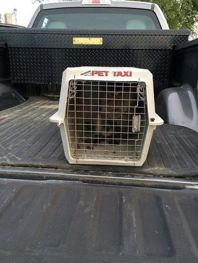 Illinois Conservation Police Officers seize Java Macaque