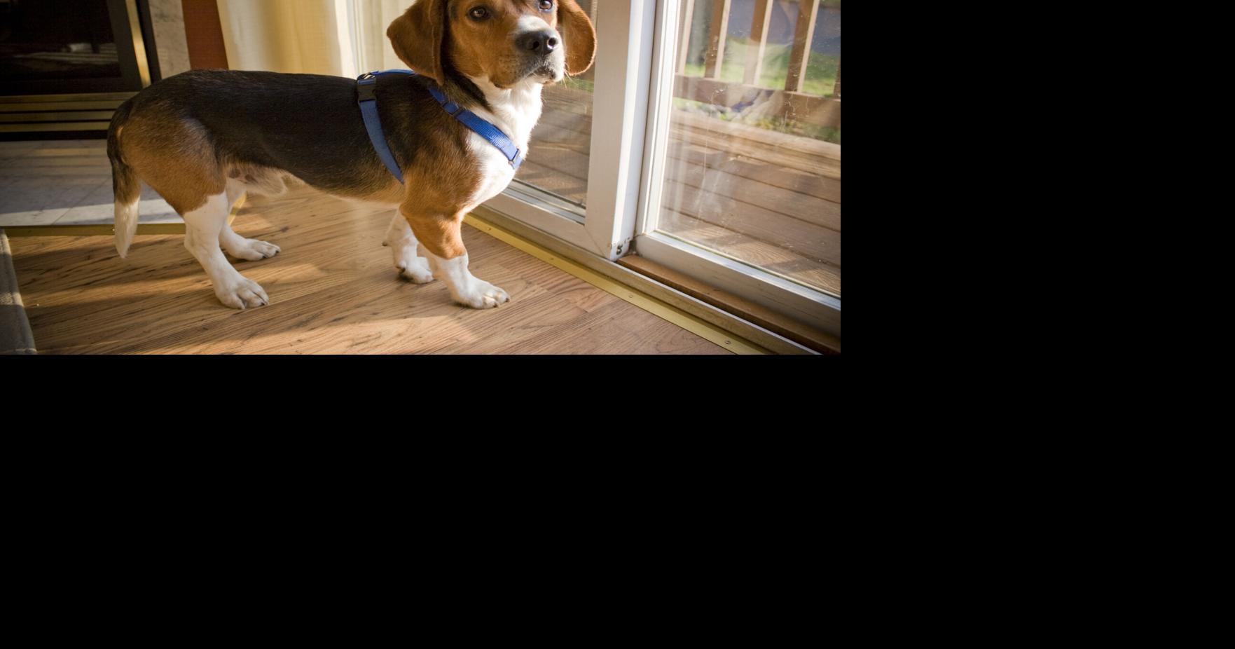 Read more1,500 beagles will get new lives, warm laps after release from research facility