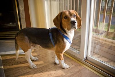 Beagle Puppy, dog, pets