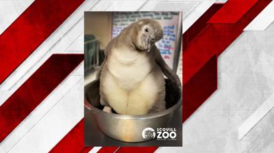 Baby penguin