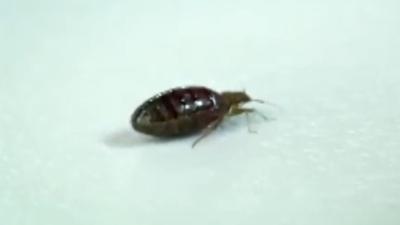 Bed bugs continue to be a pesky problem