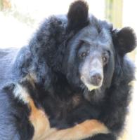 Oldest Asiatic black bear in U.S. dies at Springfield zoo