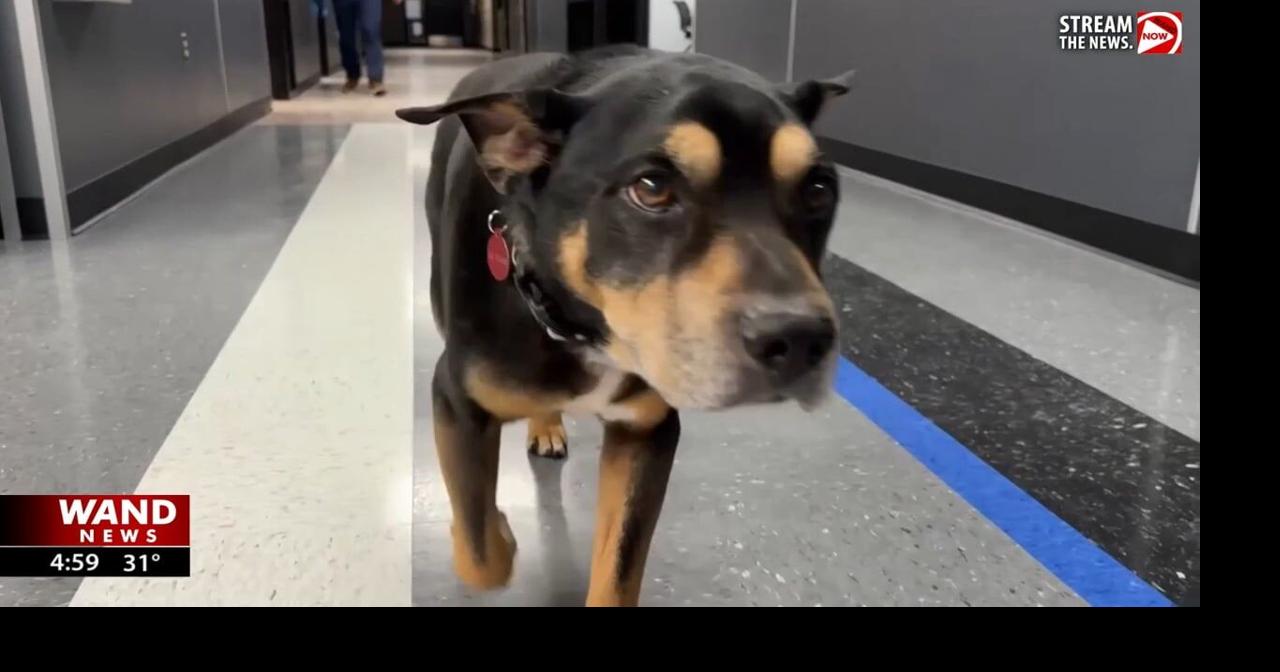 Michigan police department gives adorable pupper a new home