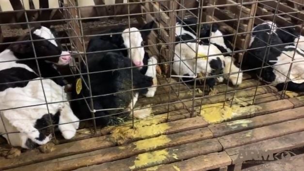 Alleged animal abuse at dairy farm under investigation | Top Stories | Alleged animal abuse at dairy farm under investigation | Top Stories |