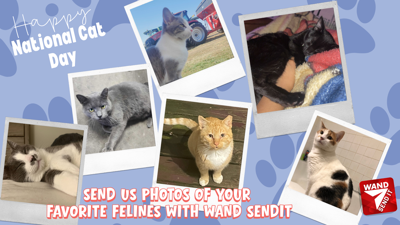 National Cat Day 2025