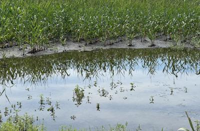 Water in corn field