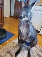Owner: Wallaroo is quickly recovering after rescue