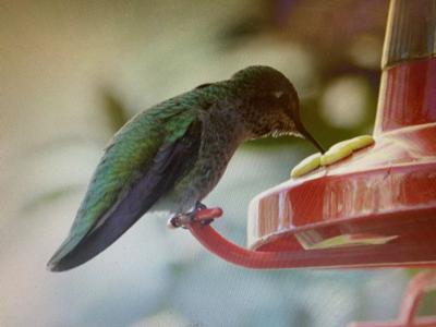 Humming Bird at feeder