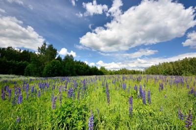 lupine flowers field