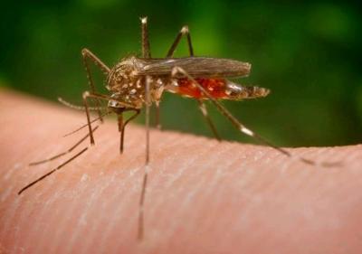 Illinois Students Get Tips About Zika VIrus