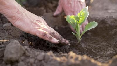 Woman planting