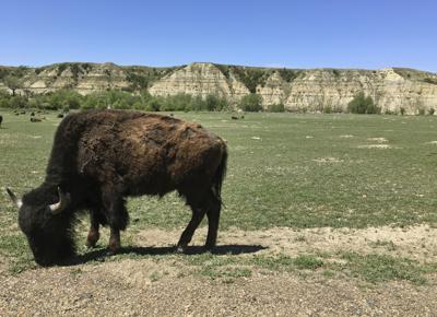 National Park Bison Attack-North Dakota (copy)