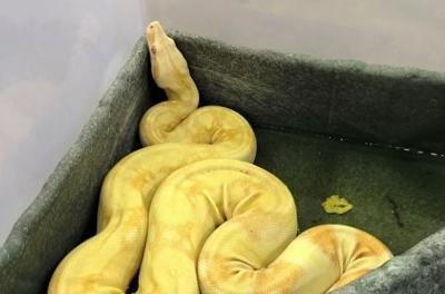Boa constrictor found in Goodwill clothing donation