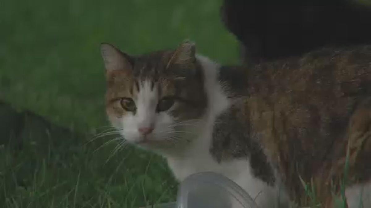 New Law Requires Cats To Be Vaccinated For Rabies After 4 Months