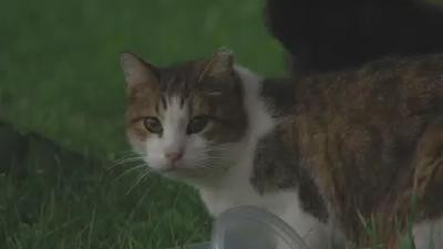 UIS and Animal Protection League will meet Wednesday about feeding feral cats
