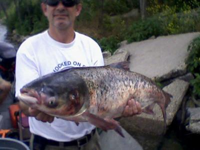 Asian carp