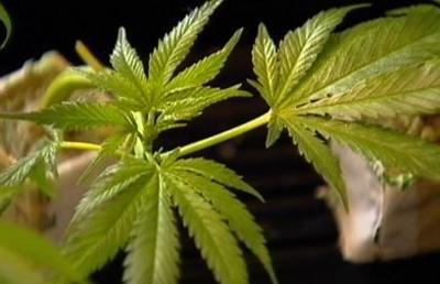 Pot legalization question to appear on ballot
