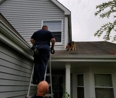 Dog trapped on house roof rescued