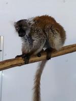'Blossom', black lemur and zoo's oldest animal, dies