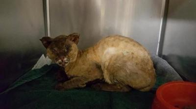 Badly burned cat rescued in Paxton
