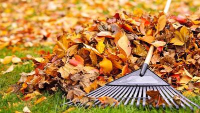 leaves.jpg