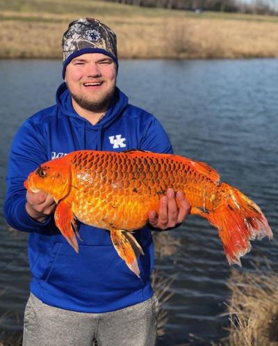 20 pound goldfish