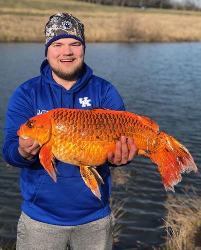 20 pound goldfish