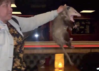 possum