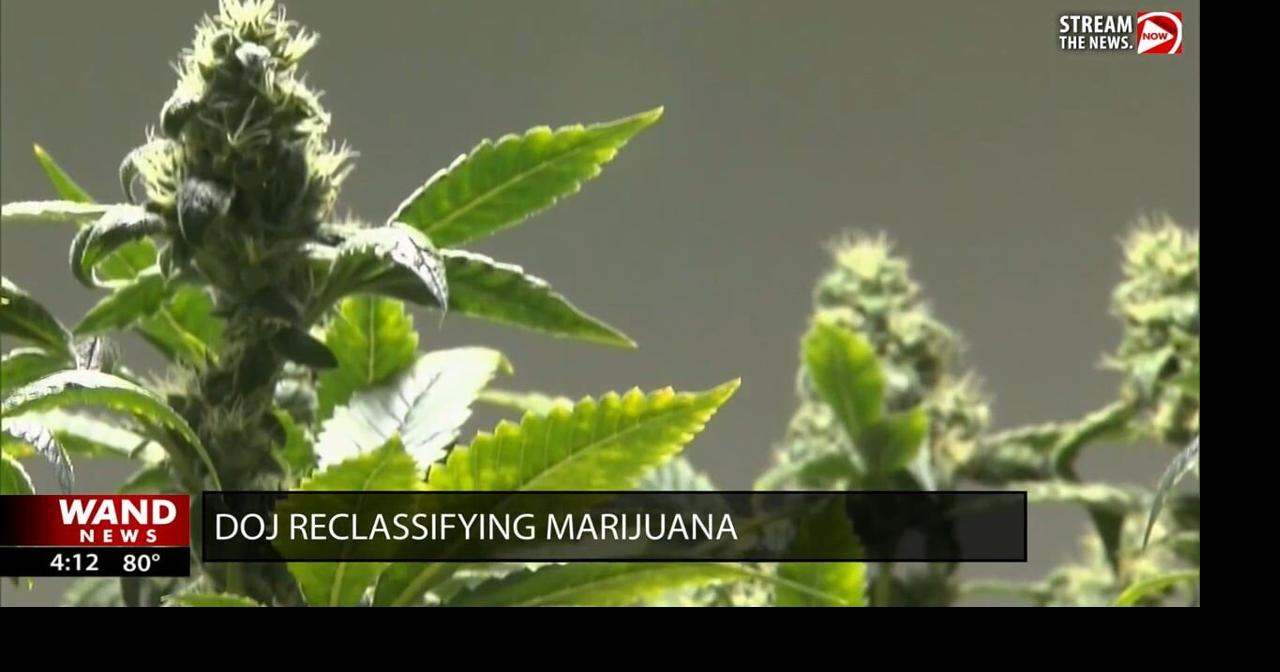Federal government moving to reclassify marijuana
