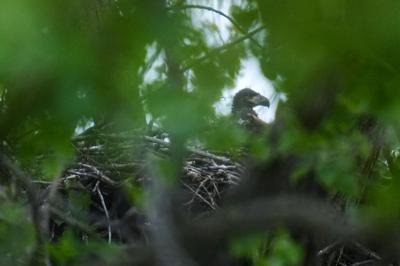 Baby Eagles Chicago