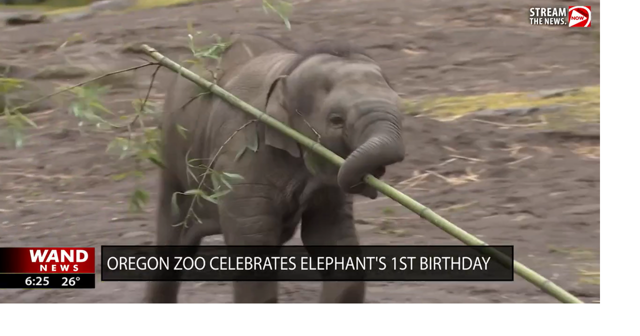 Oregon zoo celebrates elephant's 1st birthday
