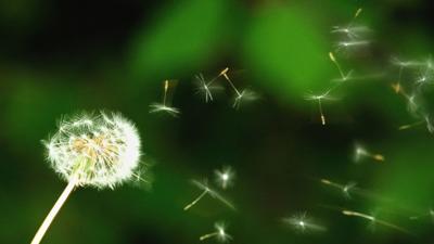 Distinguishing allergies vs Covid-19