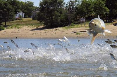 Asian carp