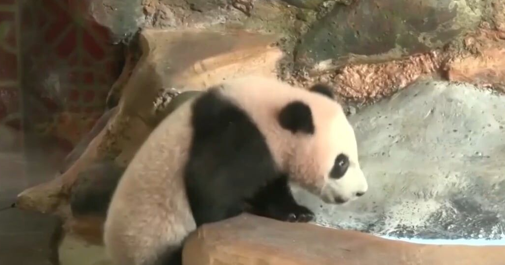 Baby panda rolls onto the scene at Indonesia Zoo