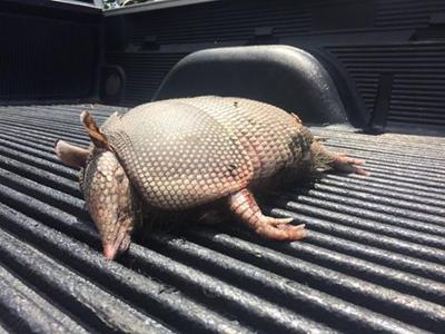 First armadillo sighting in Macon County