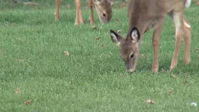 Illinois hunters take nearly 81K deer during firearm season