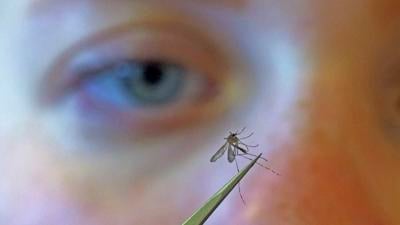 Mosquito, West Nile,
