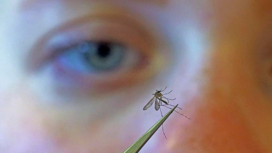 Mosquito, West Nile,