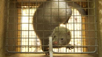 White mink in a cage